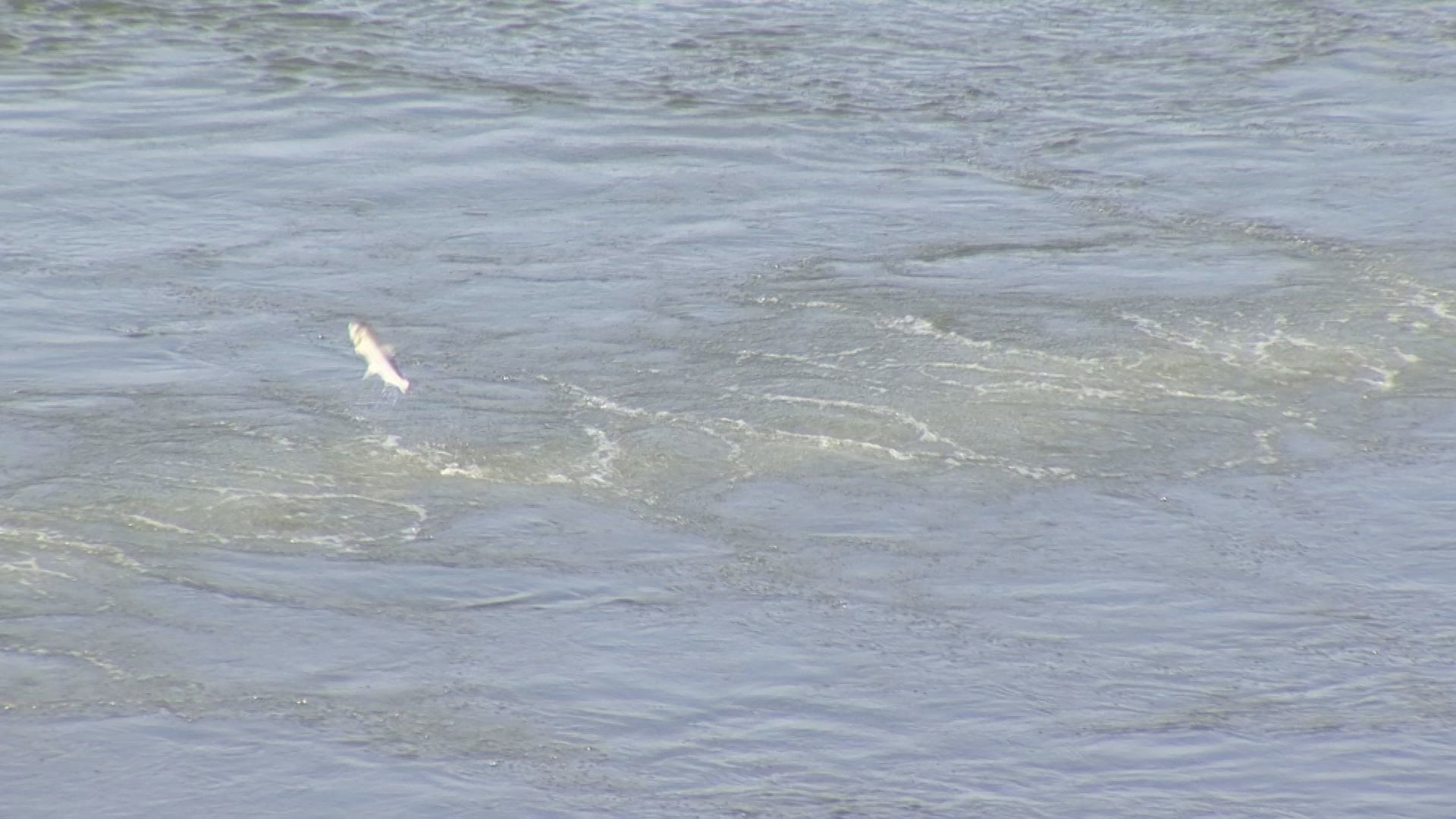 Asian Carp